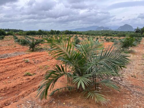 Land Khao Khram 18-1-20